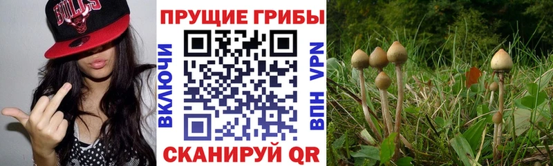 Псилоцибиновые грибы Psilocybe  Купить где  Неман 